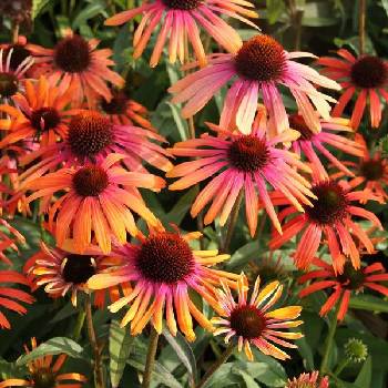 Эхинацея Echinacea ‘Rainbow Apricot’ 